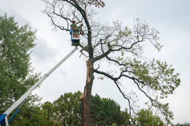 Tree Service Company in Pelzer, SC